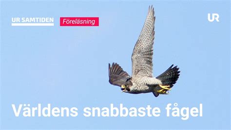 snabbaste fågeln i sverige|Världens snabbaste fågel: Pilgrimsfalken – Allt om fåglar